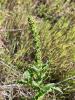 California Goosefoot, Chenopodium californicum, a nitrate- and oxalate-accumulating plant for livestock and pets