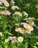 Showy Fleabane, Erigeron speciosus, a western North American perennial with clusters of narrow blue-violet daisy-like rays surrounding yellow flower centers