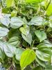 Heartleaf Philodendron, Philodendron hederaceum, trailing from a hanging container with slender climbing stems, aerial roots, and glossy dark-green heart-shaped leaves with pointed tips and a deep basal notch