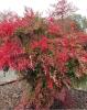Heavenly Bamboo, Nandina domestica, an upright cane-forming evergreen shrub with finely divided compound leaves, small white flower clusters, and terminal bunches of bright red berries