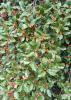 American Holly, Ilex opaca, with stiff dull dark-green evergreen leaves bearing evenly spaced sharp marginal spines and clusters of bright red berry-like drupes on a female tree