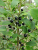 Inkberry or gallberry holly (Ilex glabra) forming a dense evergreen shrub with smooth narrow glossy leaves, small greenish-white flowers, and round black fruits clustered along female branches.