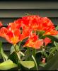 Kaffir lily identified as Clivia miniata, with broad glossy dark-green strap-shaped leaves, a thick leafless stalk bearing a rounded cluster of orange trumpet-shaped flowers.