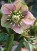 Lenten Rose forming a low clump of leathery divided leaves with nodding bowl-shaped flowers in shades of white, cream, yellow, green, pink, rose, red-purple, purple, or nearly black, often marked with spots, veins, picotee edges, or contrasting centers.