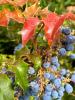 Oregon Holly, the alternate name used here for American Holly (Ilex opaca), with dull dark-green spiny evergreen leaves and clusters of bright red fruit