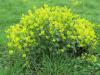 Yellowrocket or wintercress (Barbarea vulgaris) with a glossy dark-green basal rosette of deeply lobed leaves, upright branching stems, small four-petaled bright yellow flowers, clasping upper leaves, and slender ascending seedpods.